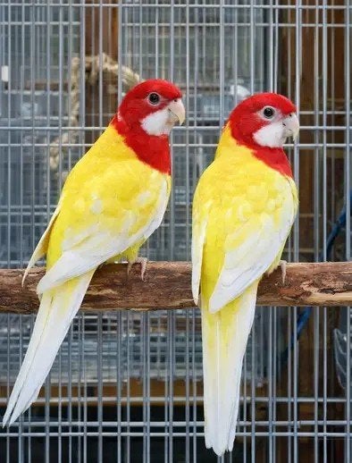 Gevraagd Lutino Rosella pop, Dieren en Toebehoren, Vogels | Parkieten en Papegaaien, Vrouwelijk, Parkiet, Geringd
