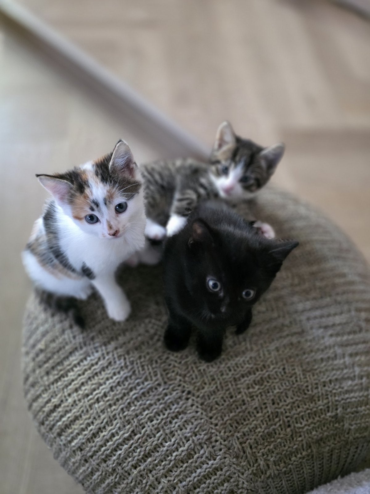 Lieve kittens (huiselijk opgegroeid), Meerdere dieren, Kortharig, 0 tot 2 jaar