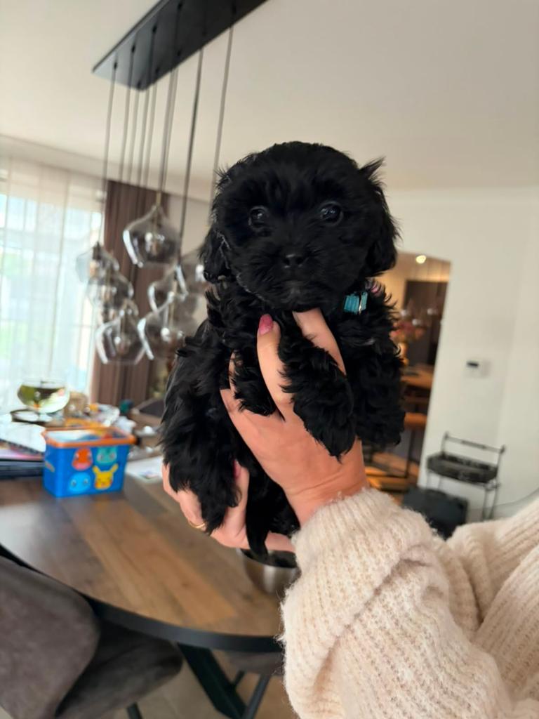 Maltipoo pup, Dieren en Toebehoren, Honden | Chihuahua's en Gezelschapshonden, België, Particulier, Overige rassen, 8 tot 15 weken