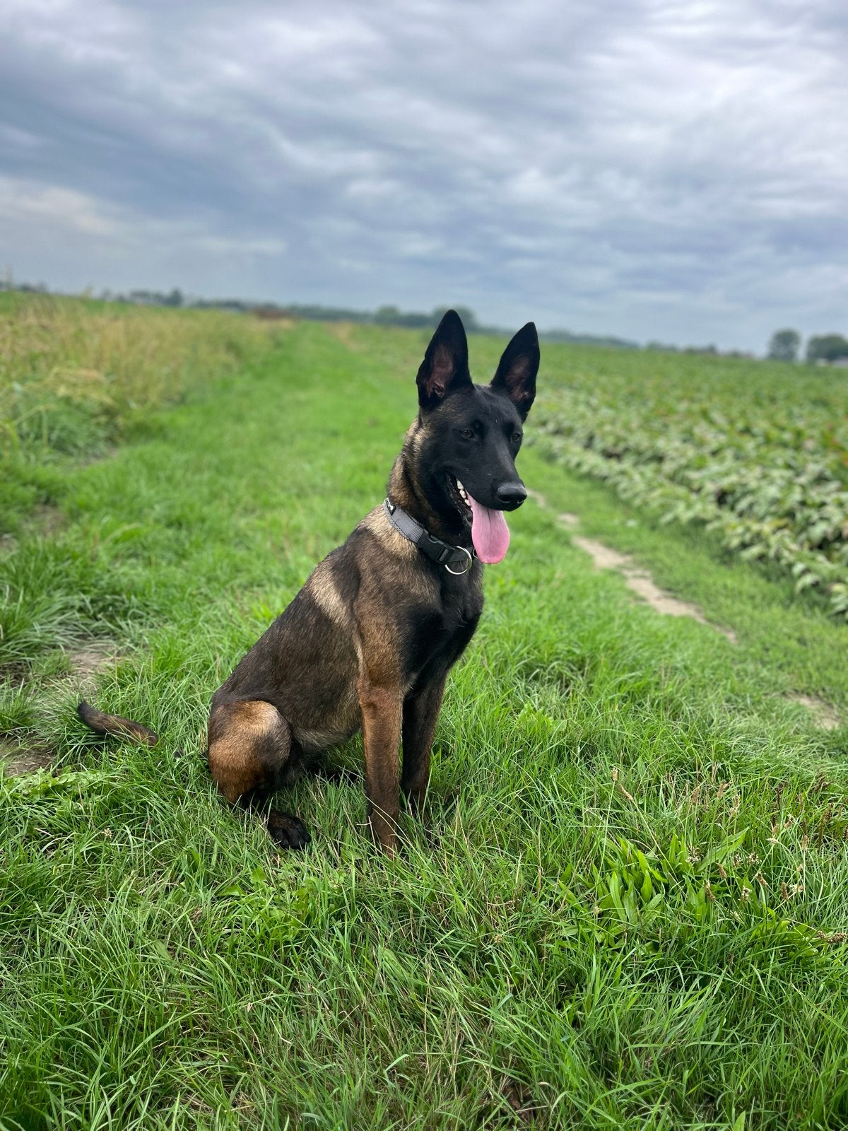 Mechelaar teefje | Te koop voor sport of beveiliging, 15 weken tot 1 jaar, Teef, Groot, Eén hond