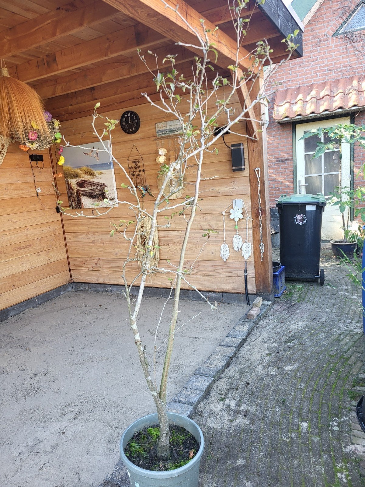 perenboom, Tuin en Terras, Ophalen, Volle zon, Overige soorten