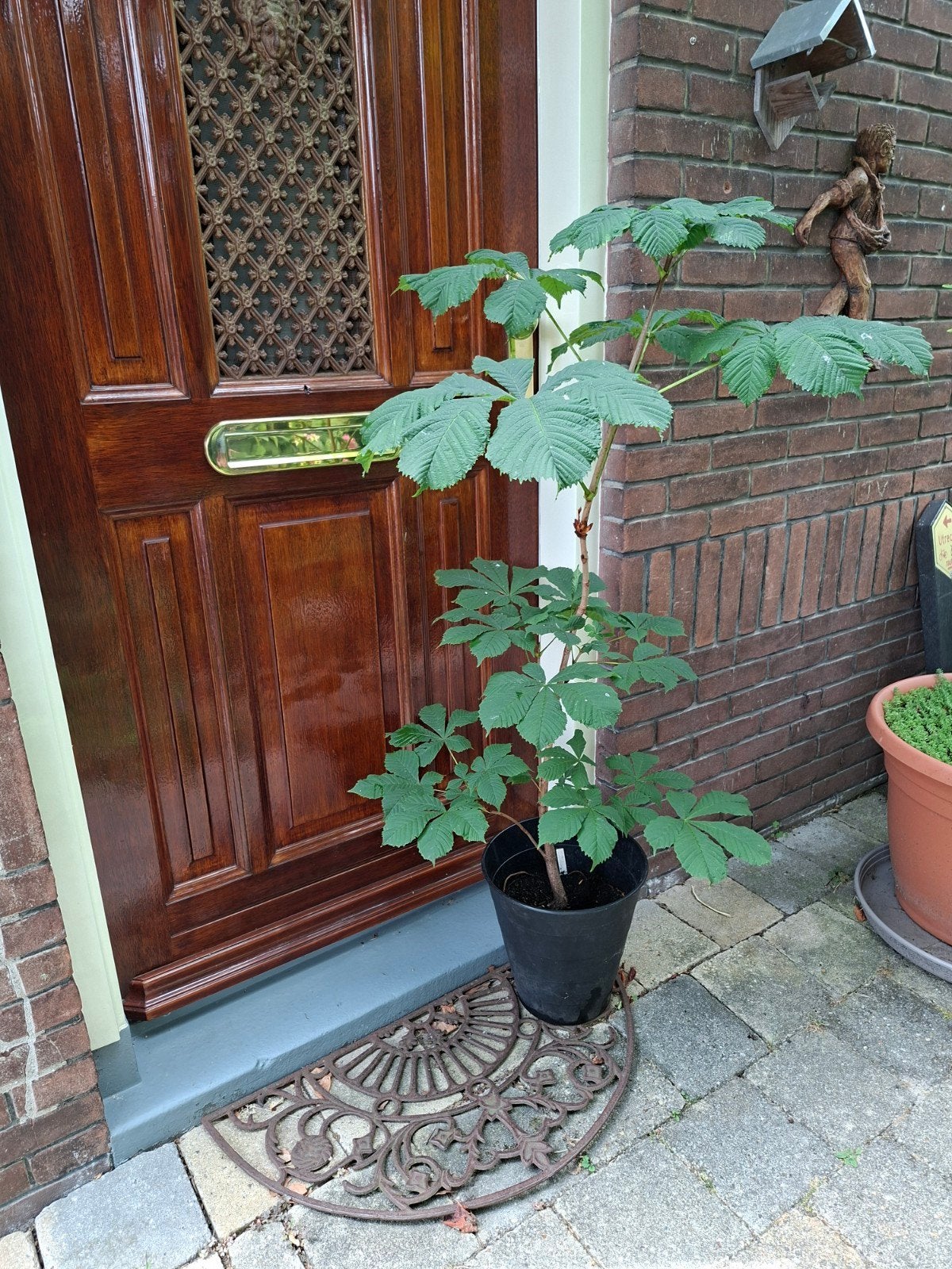 Kastanje in pot, Ophalen, Overige soorten, Halfschaduw
