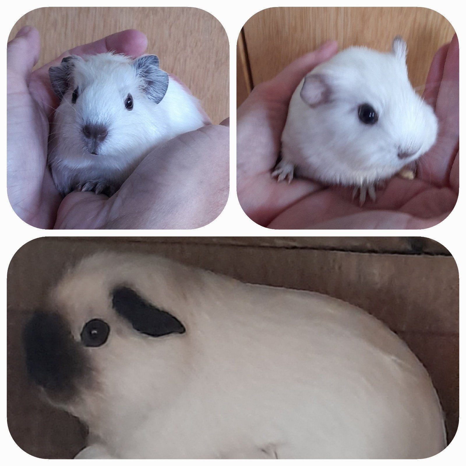 schattig,zeugjes,jonge cavia's,california,reserveren!vervoer, Dieren en Toebehoren, Knaagdieren, Cavia, Juni, Vrouwelijk, Tam