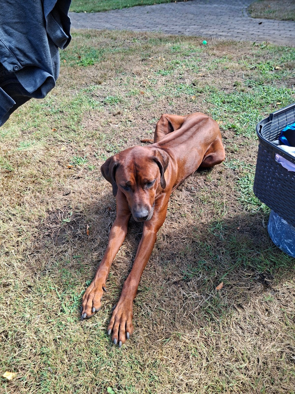 Dekreu Rhodesian Ridgeback, prachtige reu met stamboom R/R, Reu, 1 tot 2 jaar, Parvo, Meerdere