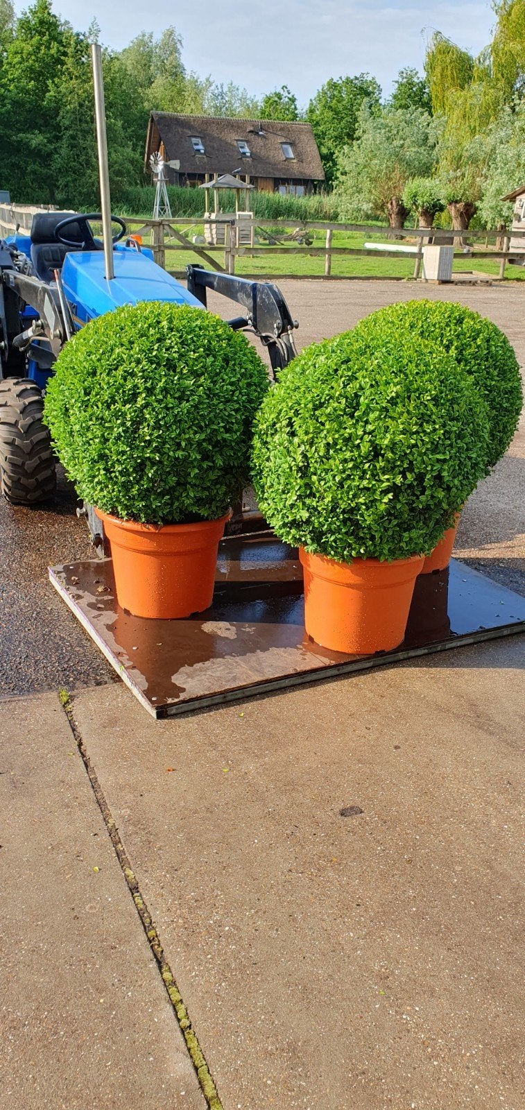 Buxus bollen spiralen struiken bonsai triobol, Ophalen, Overige soorten, Halfschaduw