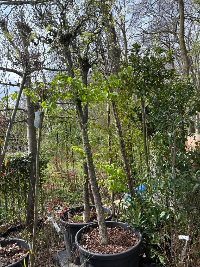 Kronkelhazelhaar in pot zeer mooi € 100 per stuk, Tuin en Terras, Planten | Bomen, Lente, 100 tot 250 cm, Ophalen, In pot