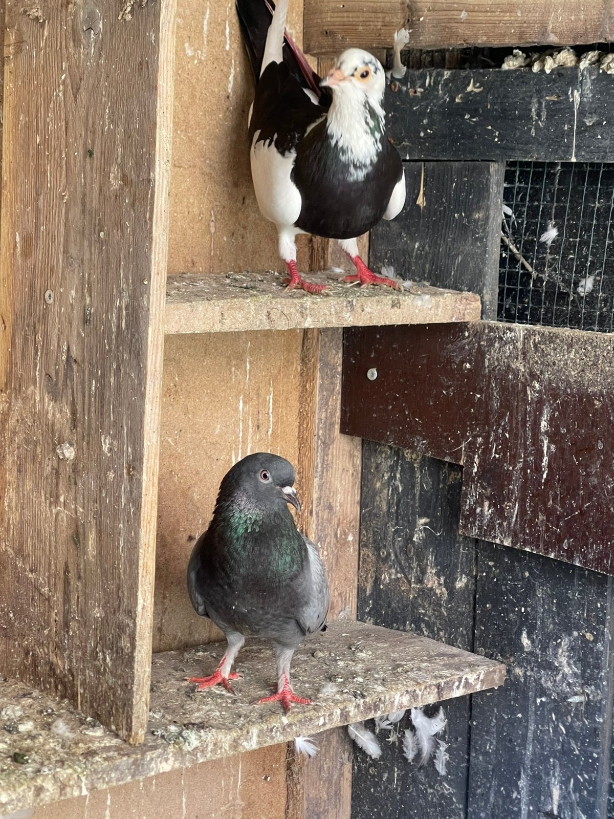 6 duiven, Dieren en Toebehoren, Meerdere dieren, Overige soorten