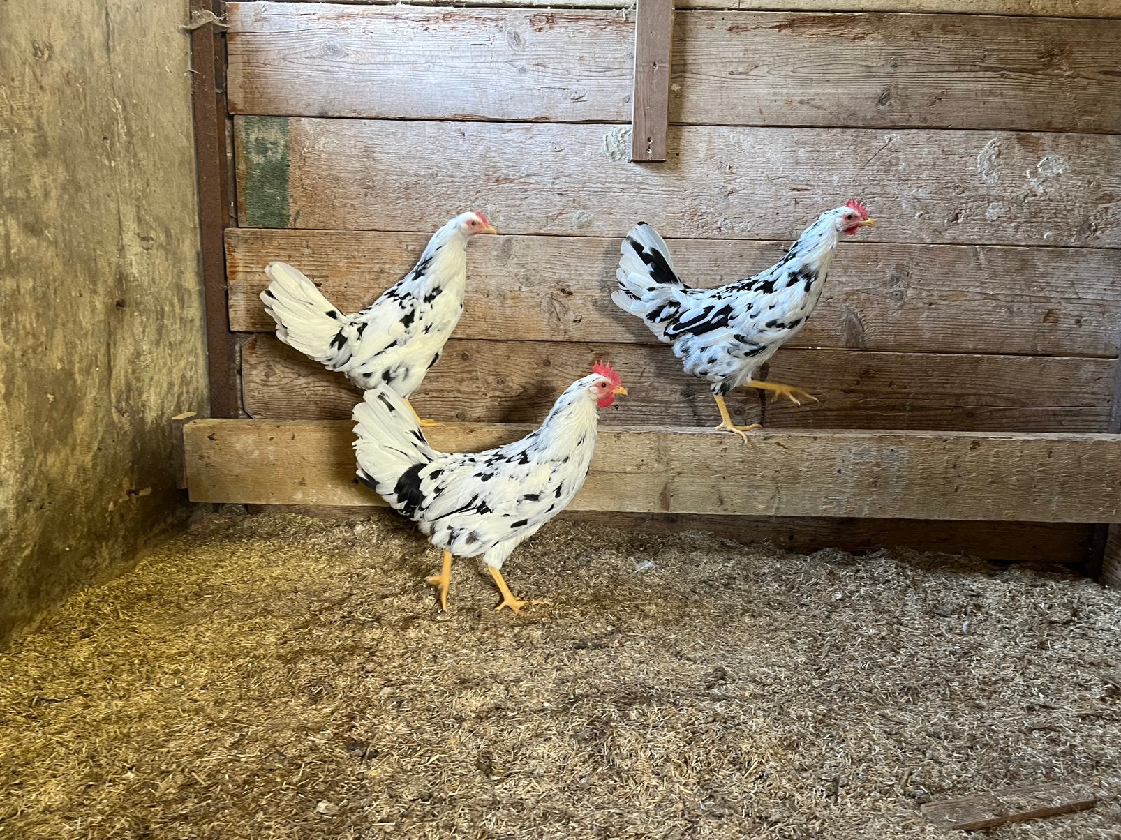 TE KOOP 3 BONTE LEGHORN HENNEN, Dieren en Toebehoren, Vrouwelijk