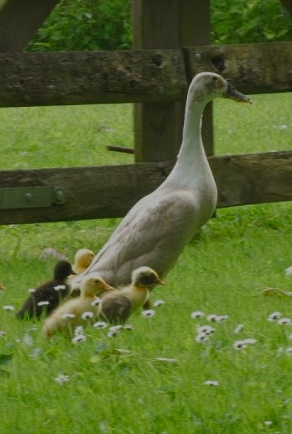 Loopeenden met kuikens, Meerdere dieren, Eend
