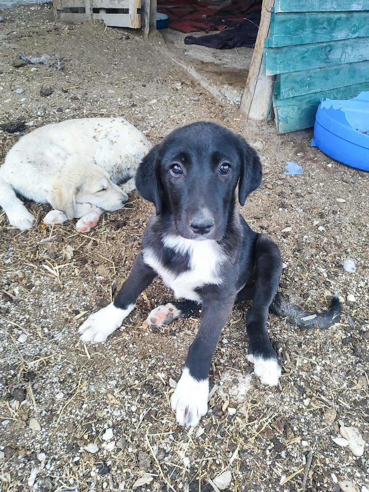 Lilly een lief knuffelig pupje, Dieren en Toebehoren, Honden | Niet-rashonden, Particulier, 8 tot 15 weken, Buitenland, Teef