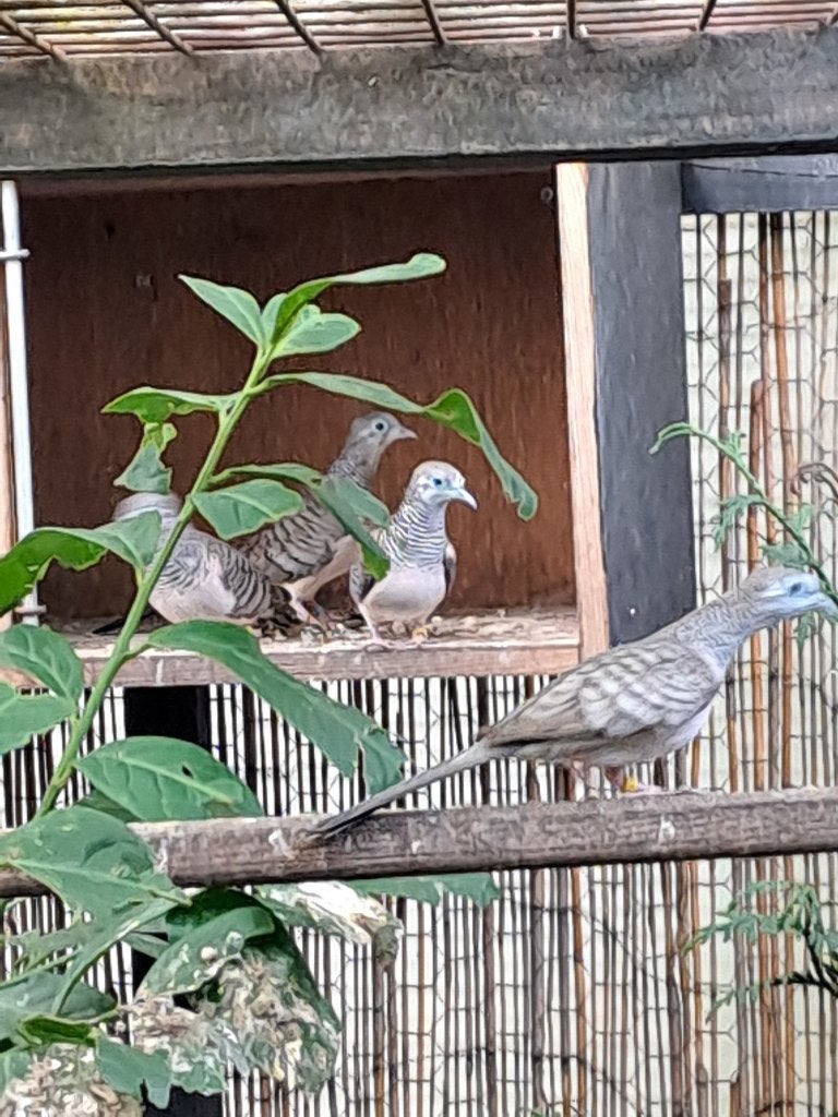 Vredesduiven 4-2, Dieren en Toebehoren, Meerdere dieren, Tropenvogel, Geringd
