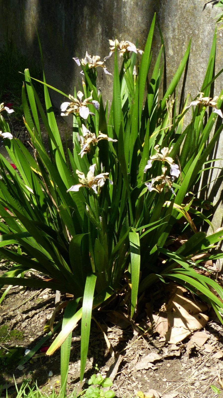 Iris Foetidissima. Vanaf 1 euro, Tuin en Terras, Ophalen of Verzenden, Vaste plant, Overige soorten, Halfschaduw