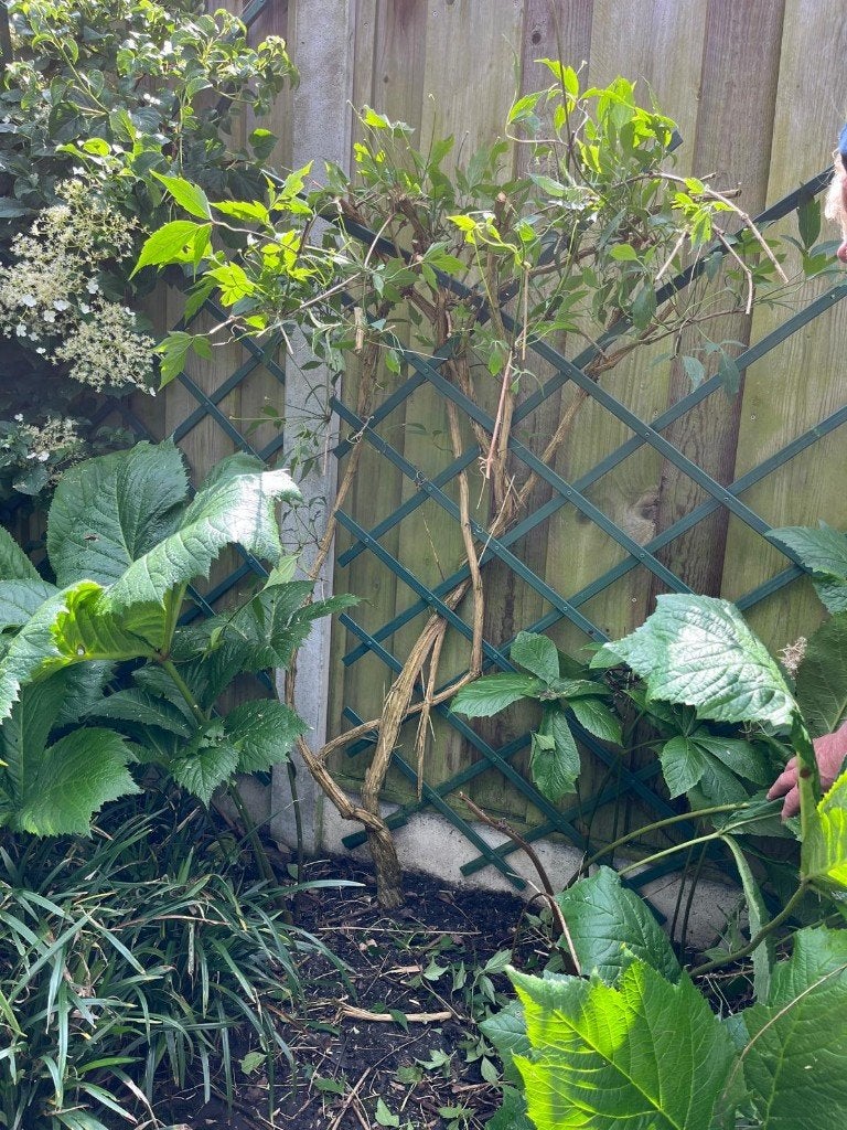 Grote Clematis Montana, Tuin en Terras, Planten | Tuinplanten, Ophalen, Vaste plant, Halfschaduw, Klimplanten