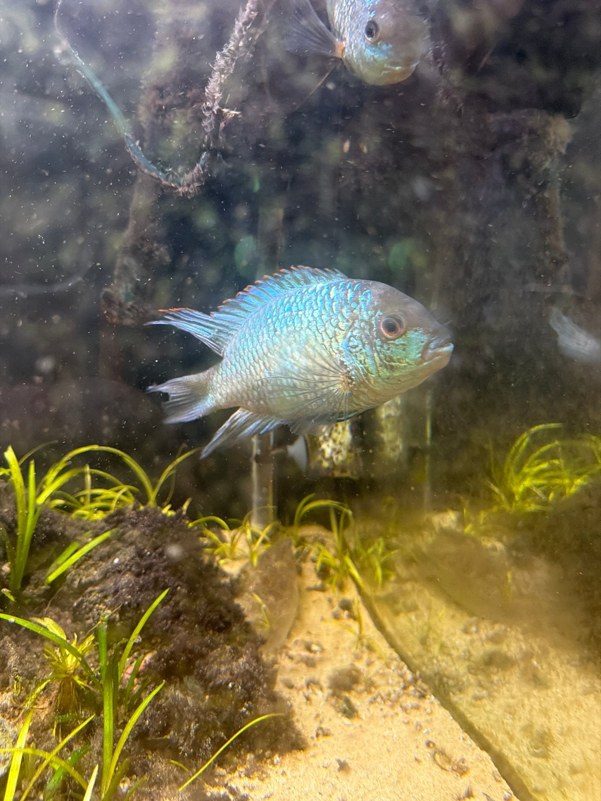 Electric blue acara, Dieren en Toebehoren, Vis