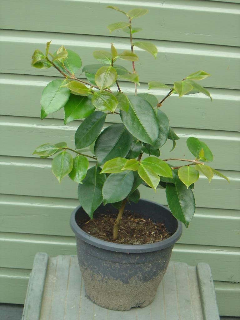 Mooie camelia / Japanse roos Plant, Overige soorten, Vaste plant, Ophalen of Verzenden, Halfschaduw