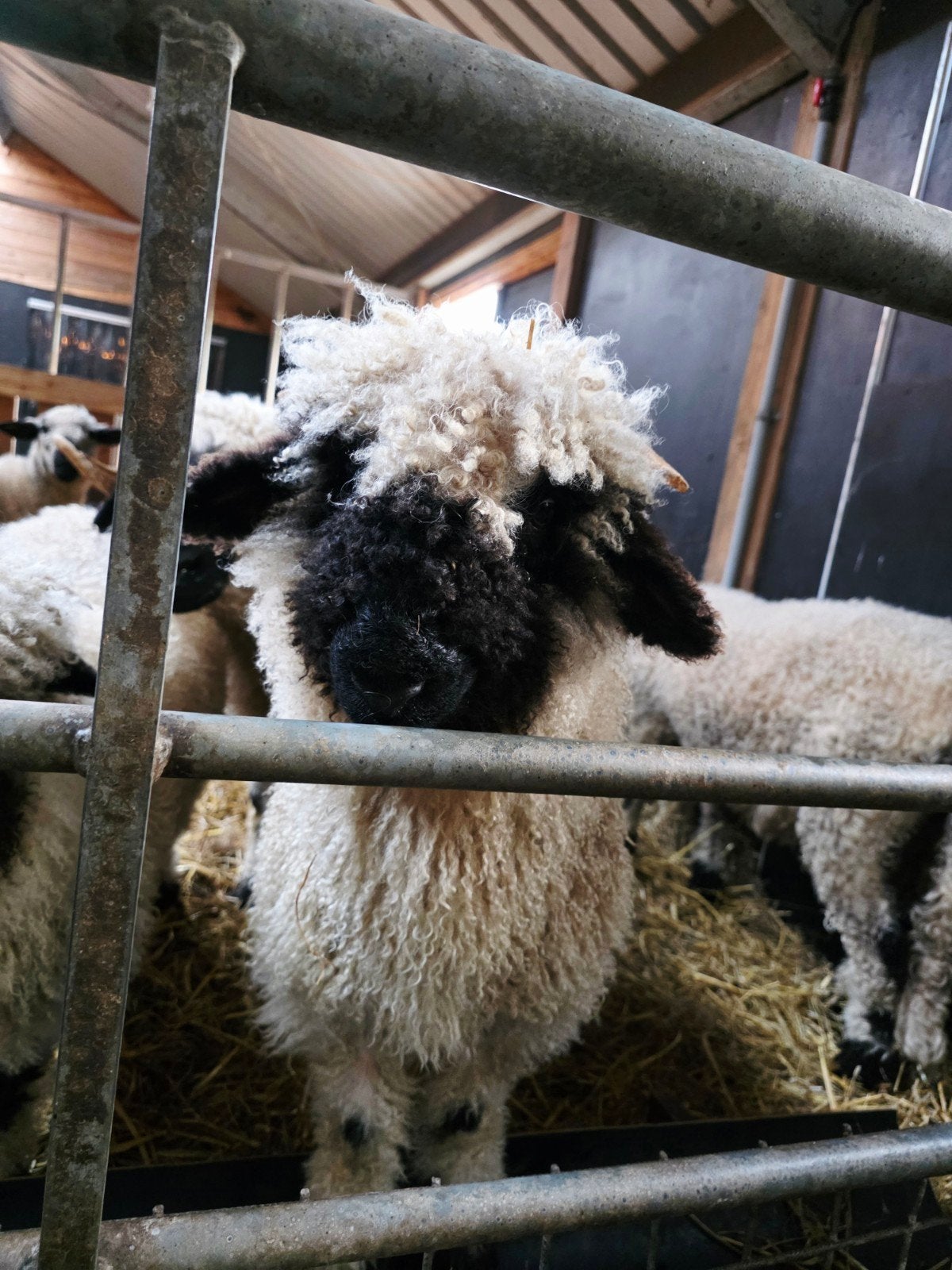 Walliser Schwarznase ramlam, Mannelijk, Schaap