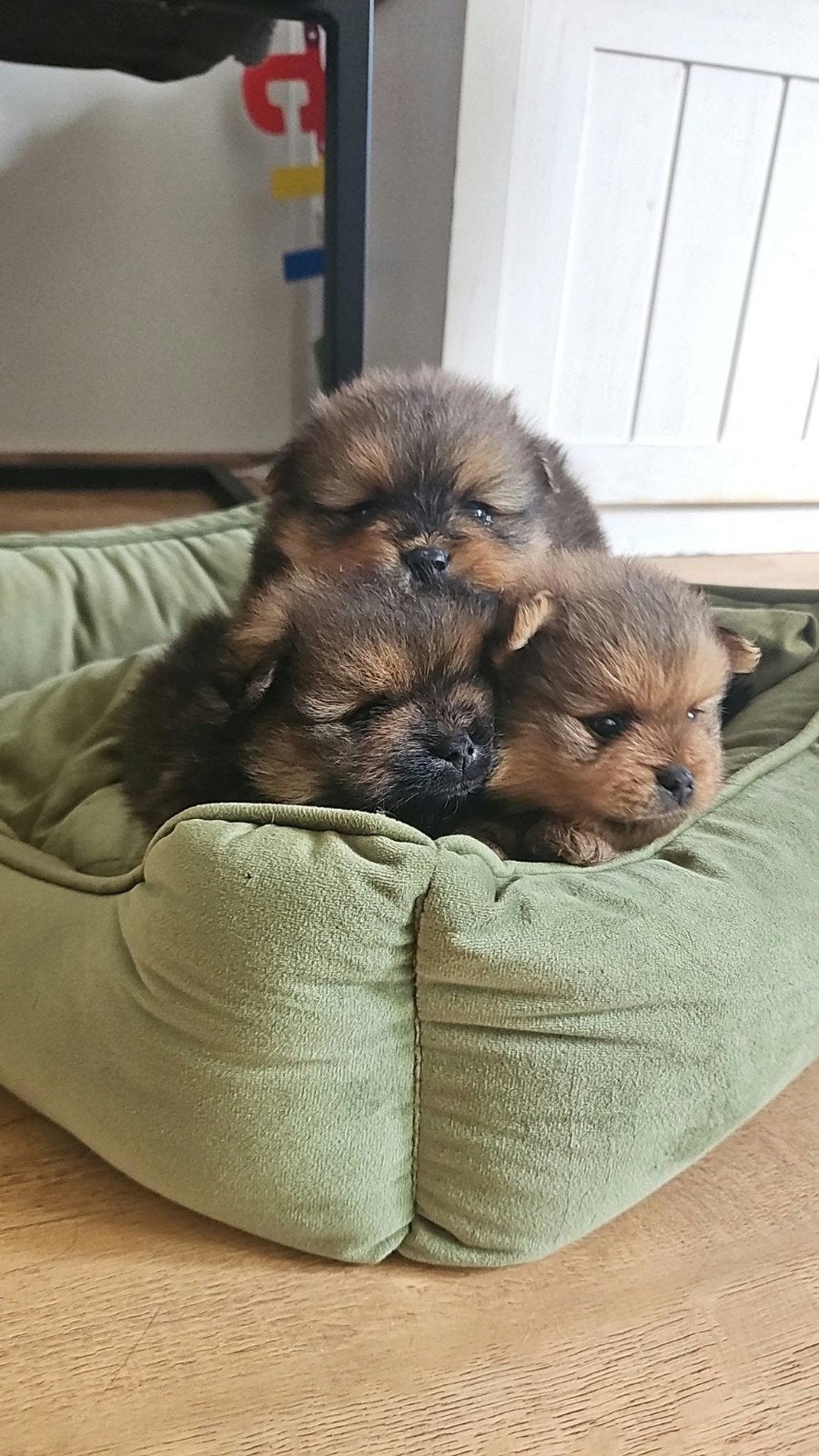 prachtige pomerenian pups, Keeshond, Meerdere, Meerdere dieren, Nederland