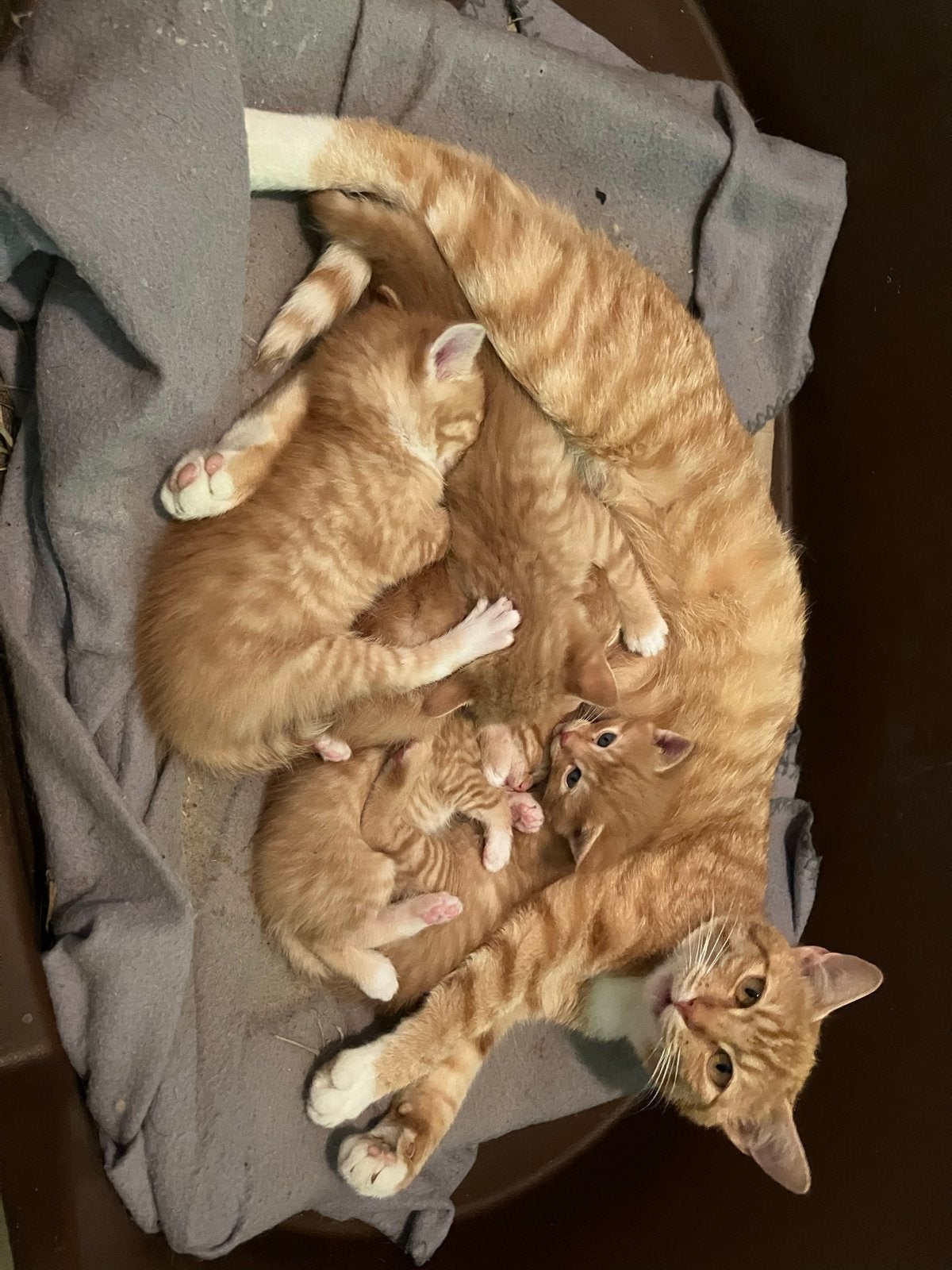 Boerderijkittens