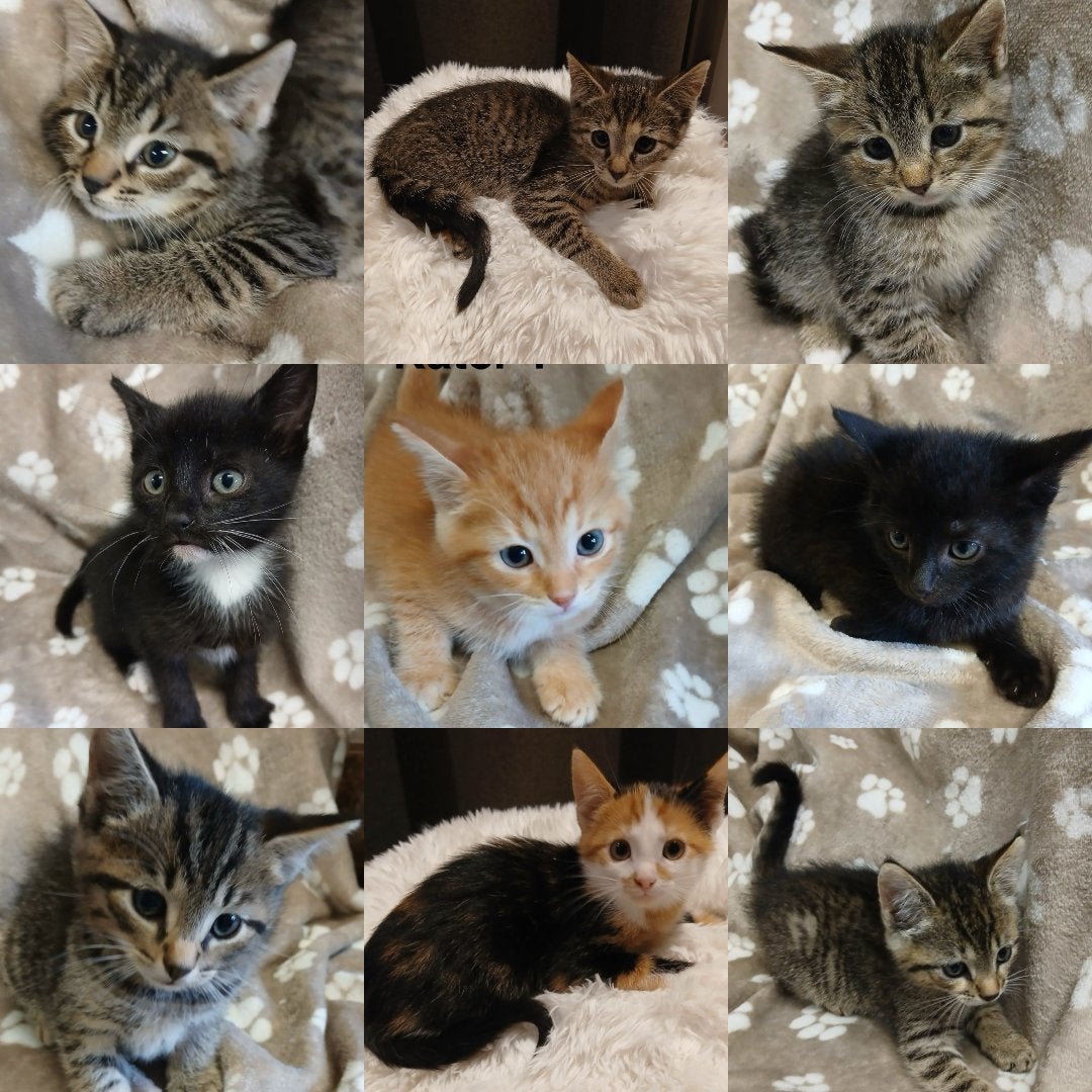 Super lieve kittens 🐾💗, Dieren en Toebehoren, Meerdere dieren, Kortharig, 0 tot 2 jaar