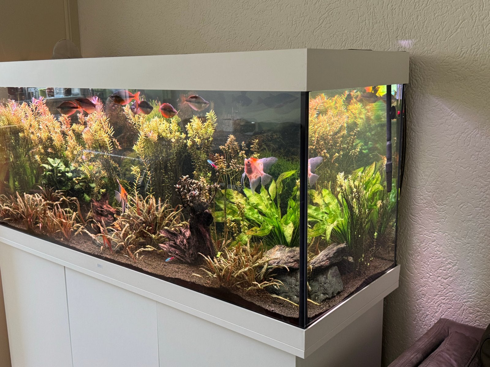 Juwell 450 Aquarium compleet, Ophalen