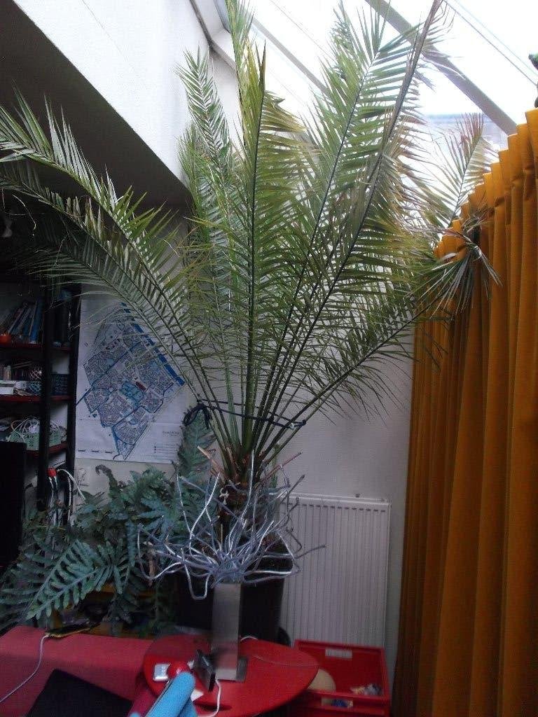 Palm, phoenix canariensis, Ophalen, 200 cm of meer, Palm, Halfschaduw