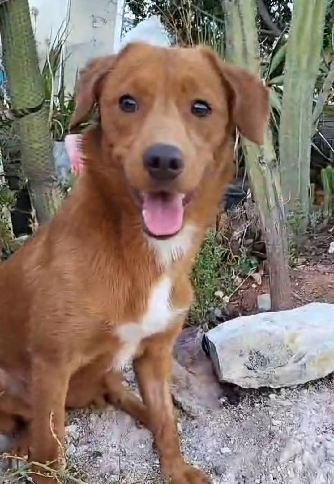 Kokoni mix Elias, 15 weken tot 1 jaar, Buitenland, Eén hond, CDV (hondenziekte)