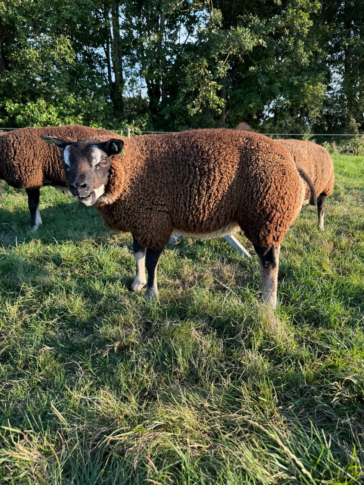 Dassenkop ramlam, Mannelijk, Schaap, 0 tot 2 jaar