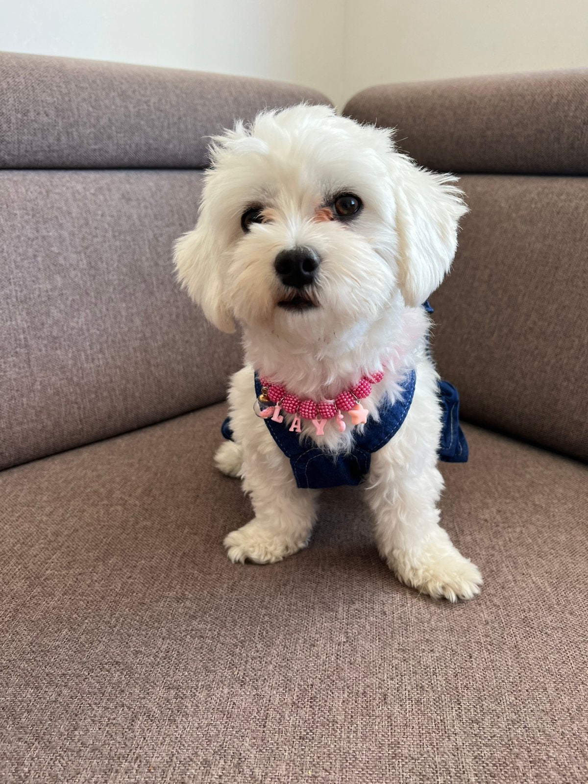 Dekreu gezocht voor onze  gezonde Maltese Terrier (teef), Dieren en Toebehoren, Parvo, Overige rassen, 1 tot 2 jaar, Teef