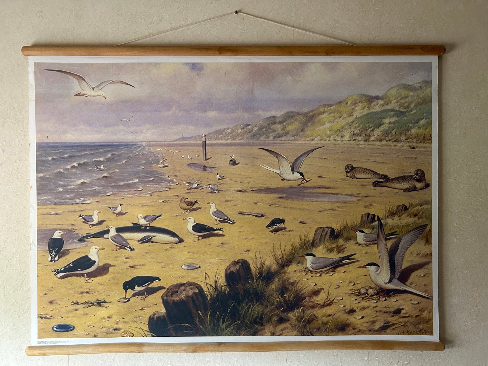 Schoolplaat Aan het strand van M.A. Koekoek, zee, vogels, Ophalen, Natuur en Biologie
