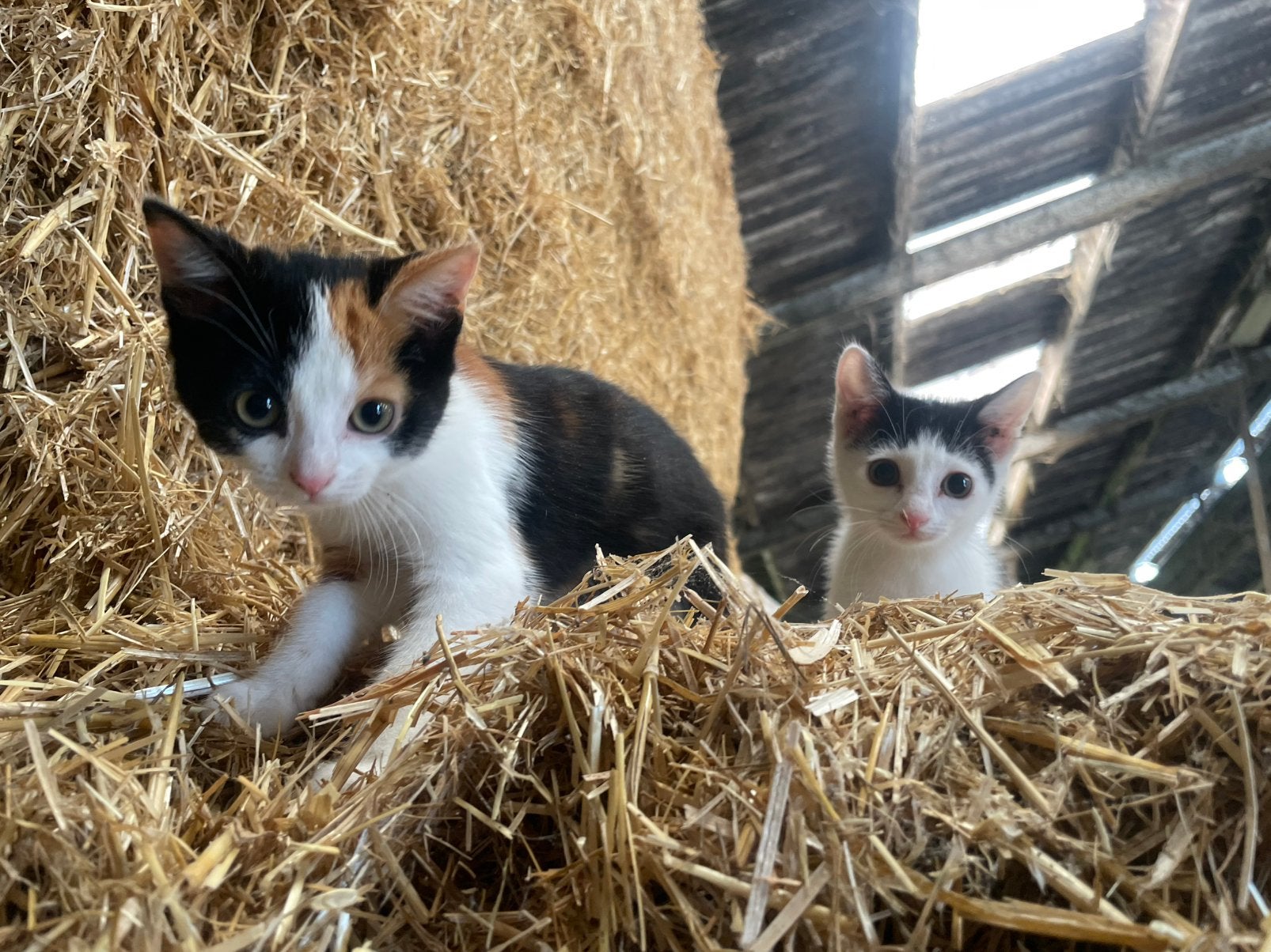 Lieve boerderij kittens te koop, Meerdere dieren