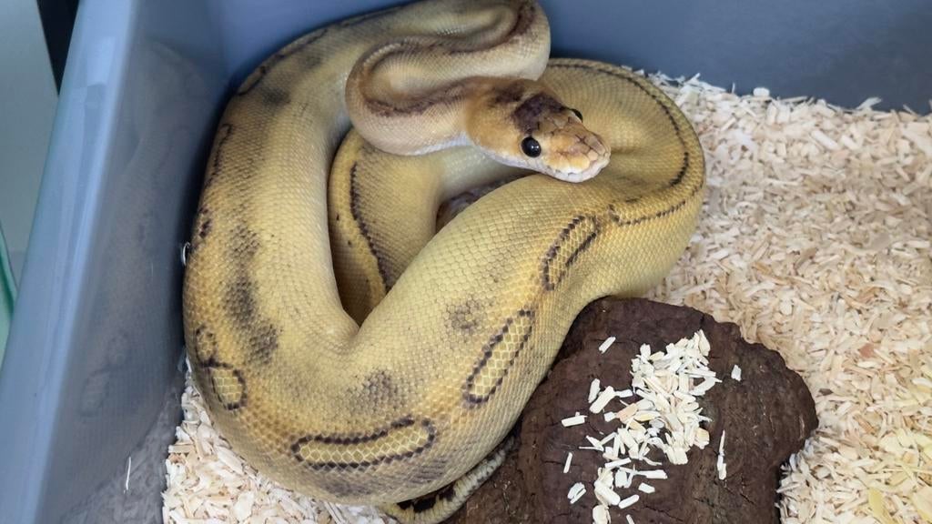 Champagne dh clown hypo vrouw 2025 ball python Ball Python - female for sale from Morphisticated Ball Pythons