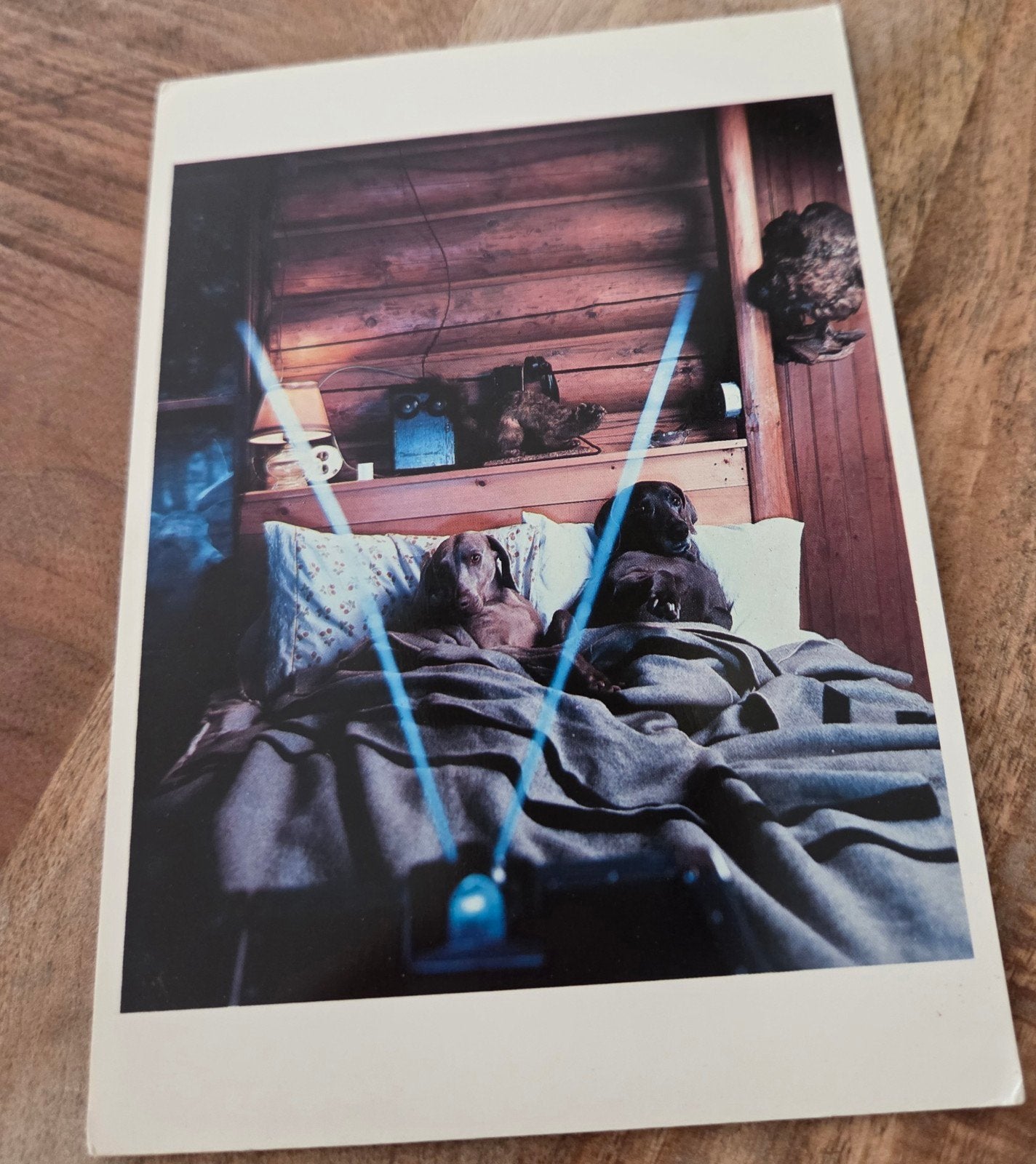 Honden in Bed - William Wegman (1981), Verzenden, 1980 tot heden, Ongelopen, Overige thema's
