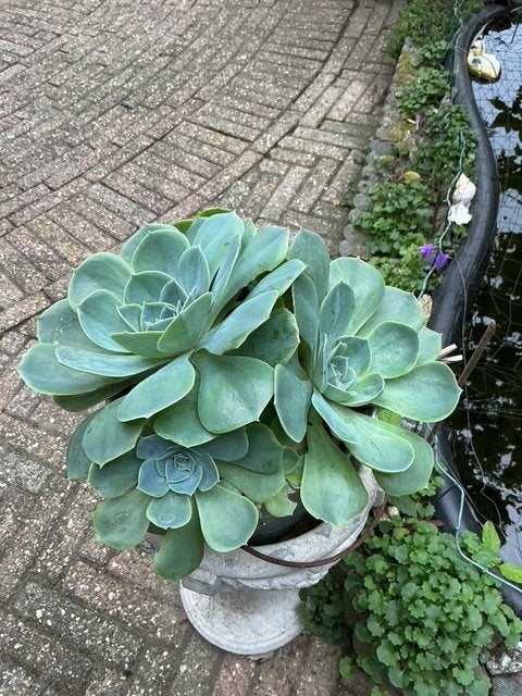 Mooie grote vetplant in pot, Volle zon, Vaste plant, Zomer, Ophalen