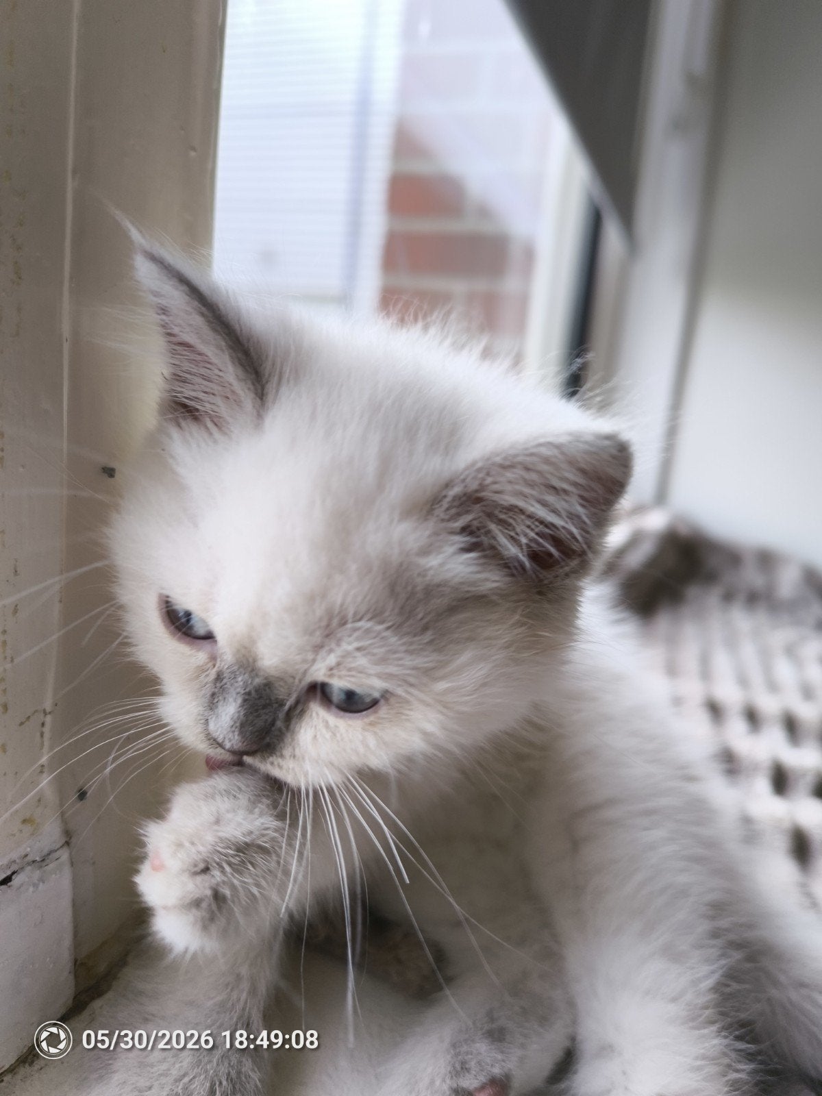 Super knappe BRITSE KORTHAAR KITTEN, Kater, Ontwormd, 0 tot 2 jaar