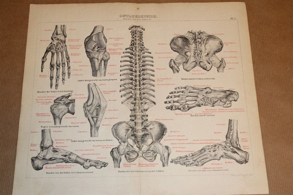 Antieke anatomische prent - Banden v/d mens - 1875 !!, Verzamelen, Foto's en Prenten, Ophalen of Verzenden, Voor 1940, Zo goed als nieuw