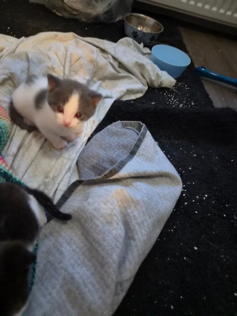 Kittens, Meerdere dieren, Ontwormd, 0 tot 2 jaar