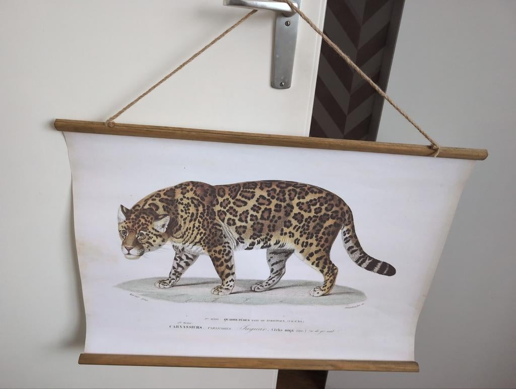 Poster cheetah, Ophalen, Wanddecoratie
