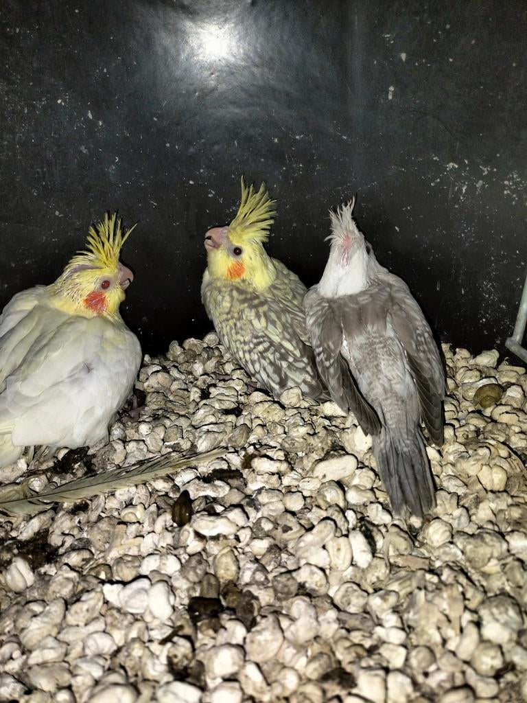 Meerdere jonge valkparkieten te koop, Dieren en Toebehoren, Meerdere dieren, Parkiet, Geringd