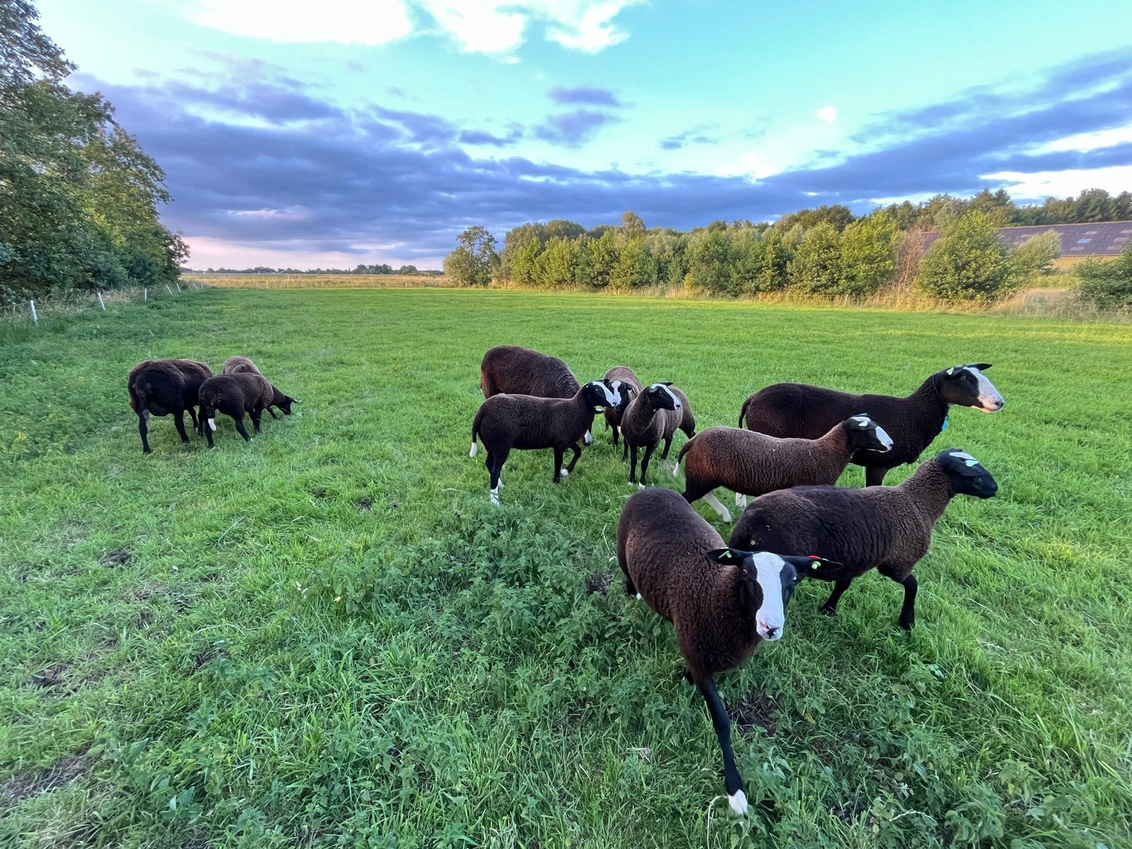 Zwartbles schapen, Vrouwelijk, Schaap