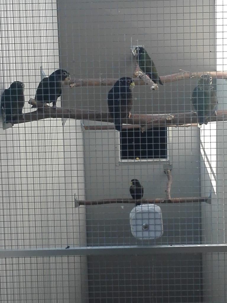 3 Pionus Bronsvleugel-papegaaien voor 325 euro., Mannelijk, Papegaai
