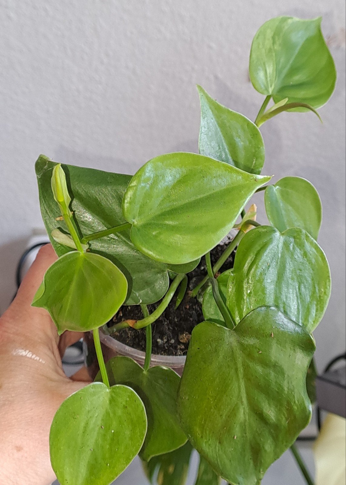 Philodendron Hederaceum Variegata, Huis en Inrichting, Ophalen of Verzenden, Halfschaduw, Minder dan 100 cm