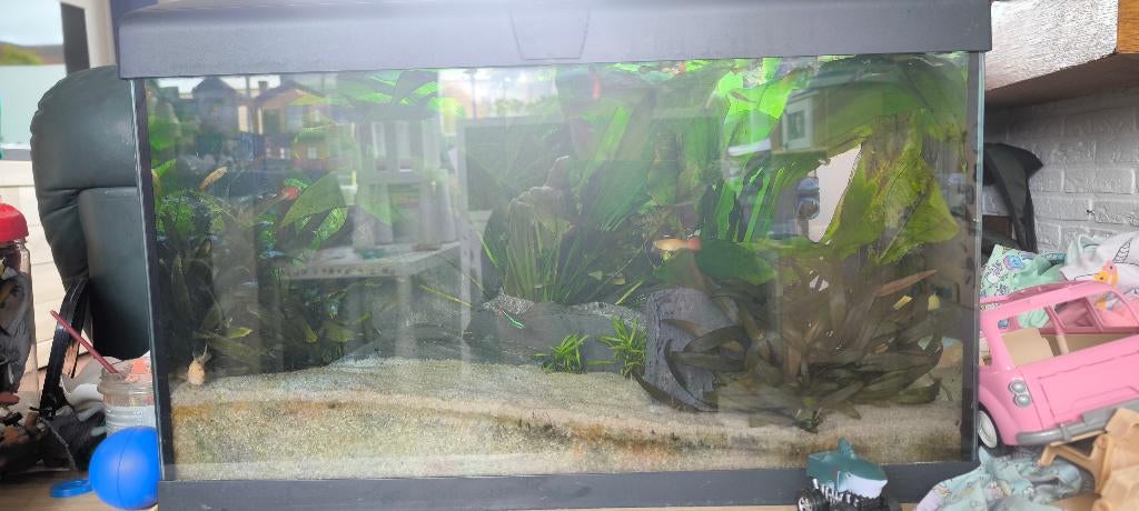 Aquarium, vissen en buitenfilter oase, Dieren en Toebehoren, Vissen | Aquaria en Toebehoren, Ophalen, Gebruikt, Gevuld zoetwateraquarium