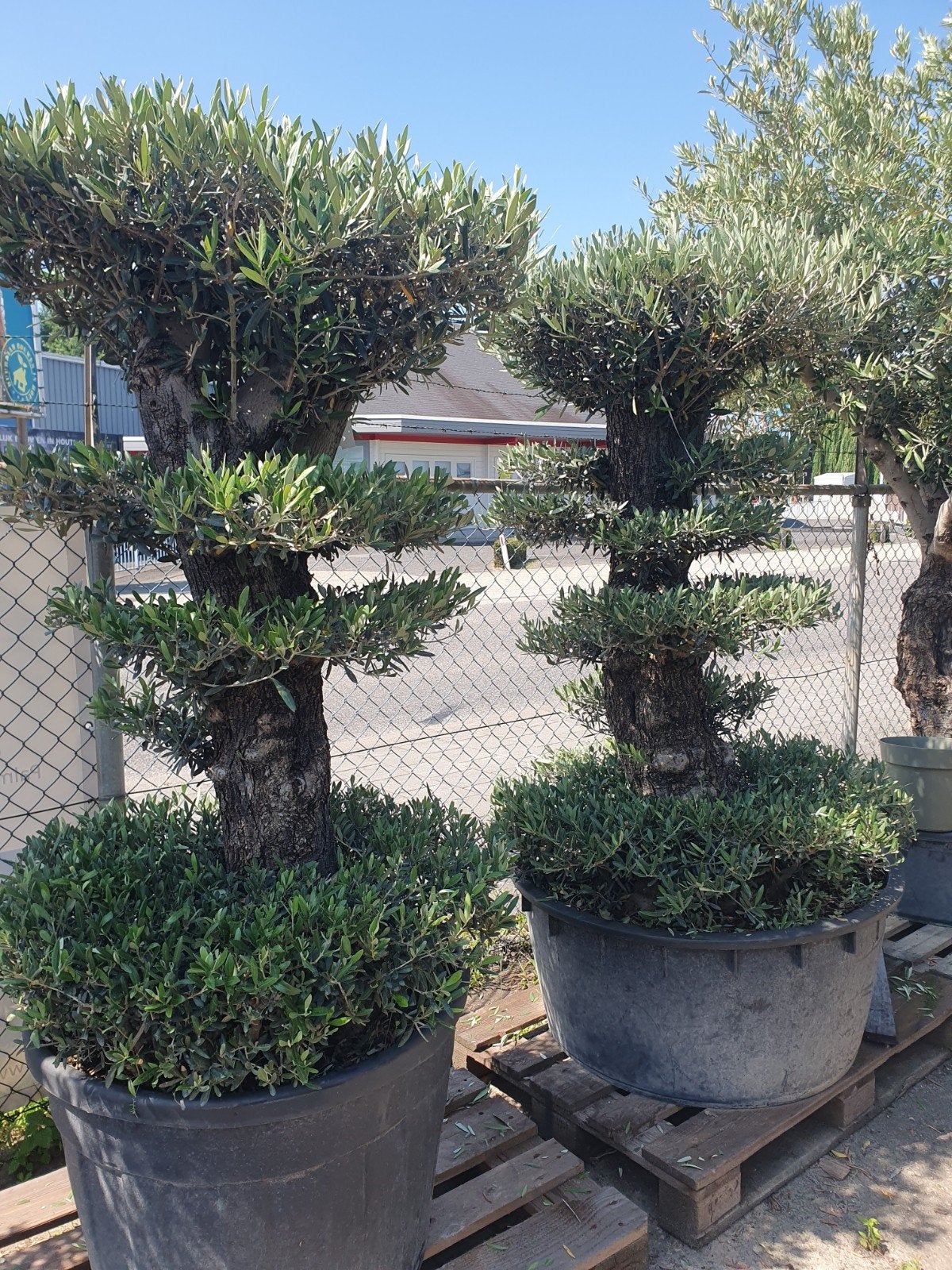 Pon pon olijfbomen, Tuin en Terras, Lente, 100 tot 250 cm, Olijfboom, Ophalen
