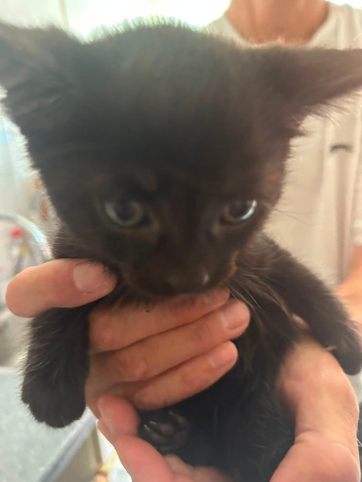 kitten, Dieren en Toebehoren, Kater