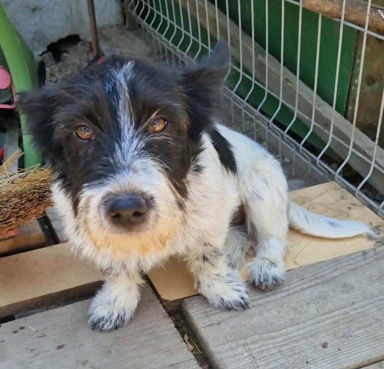 Tibbe zoekt baasje, Particulier, Reu, Buitenland, Parvo