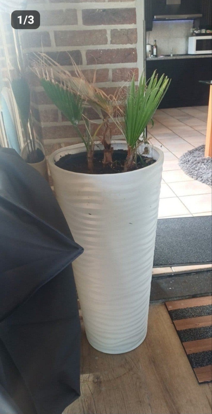 Kleine palmboom in groot witte pot, Huis en Inrichting, Palm, In pot, Minder dan 100 cm, Groene kamerplant