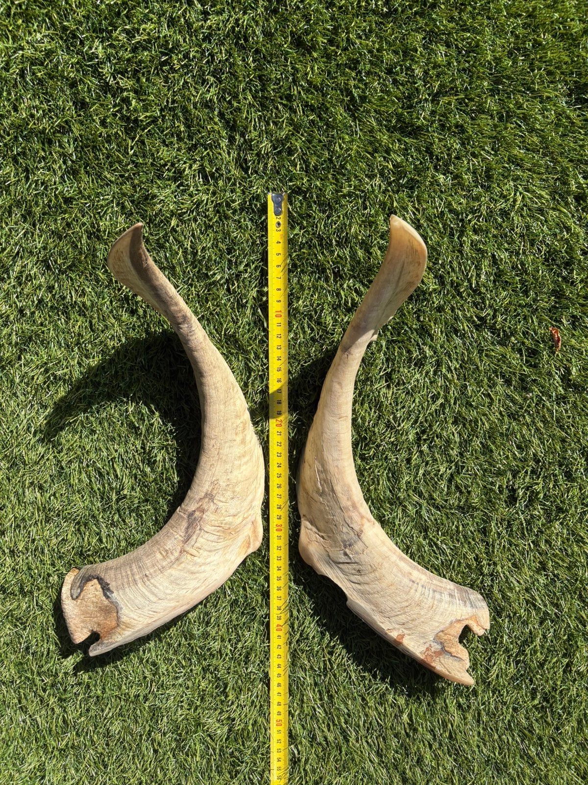 Natuurlijke hoorns, Ophalen of Verzenden, Gewei of Kop