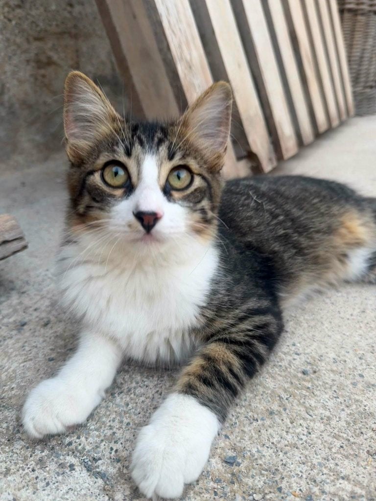 Jarela, Pumiky, 14-02-2026 in de refugio geboren, Kater, Kortharig, 0 tot 2 jaar