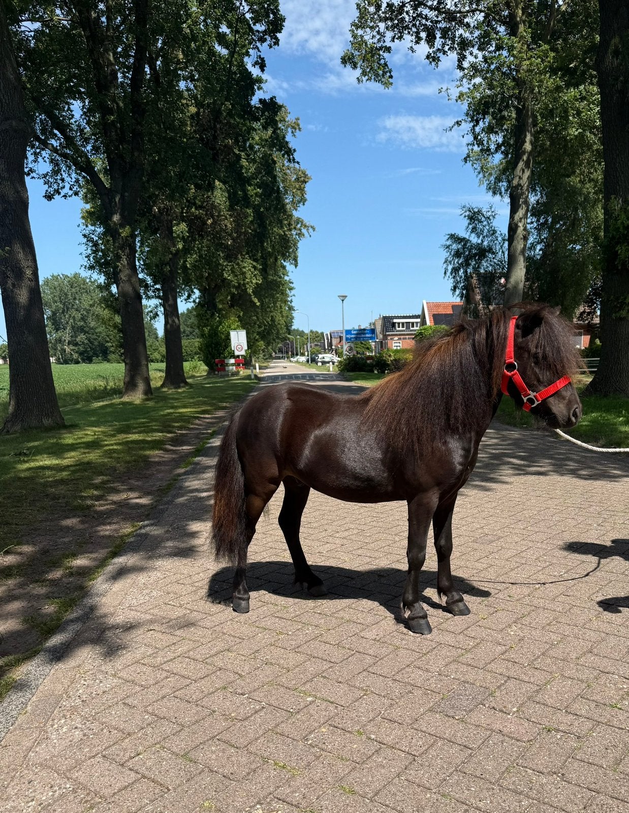 Super mooie brave shetlander ruin., Ruin, A pony (tot 1.17m), Ontwormd, 0 tot 2 jaar