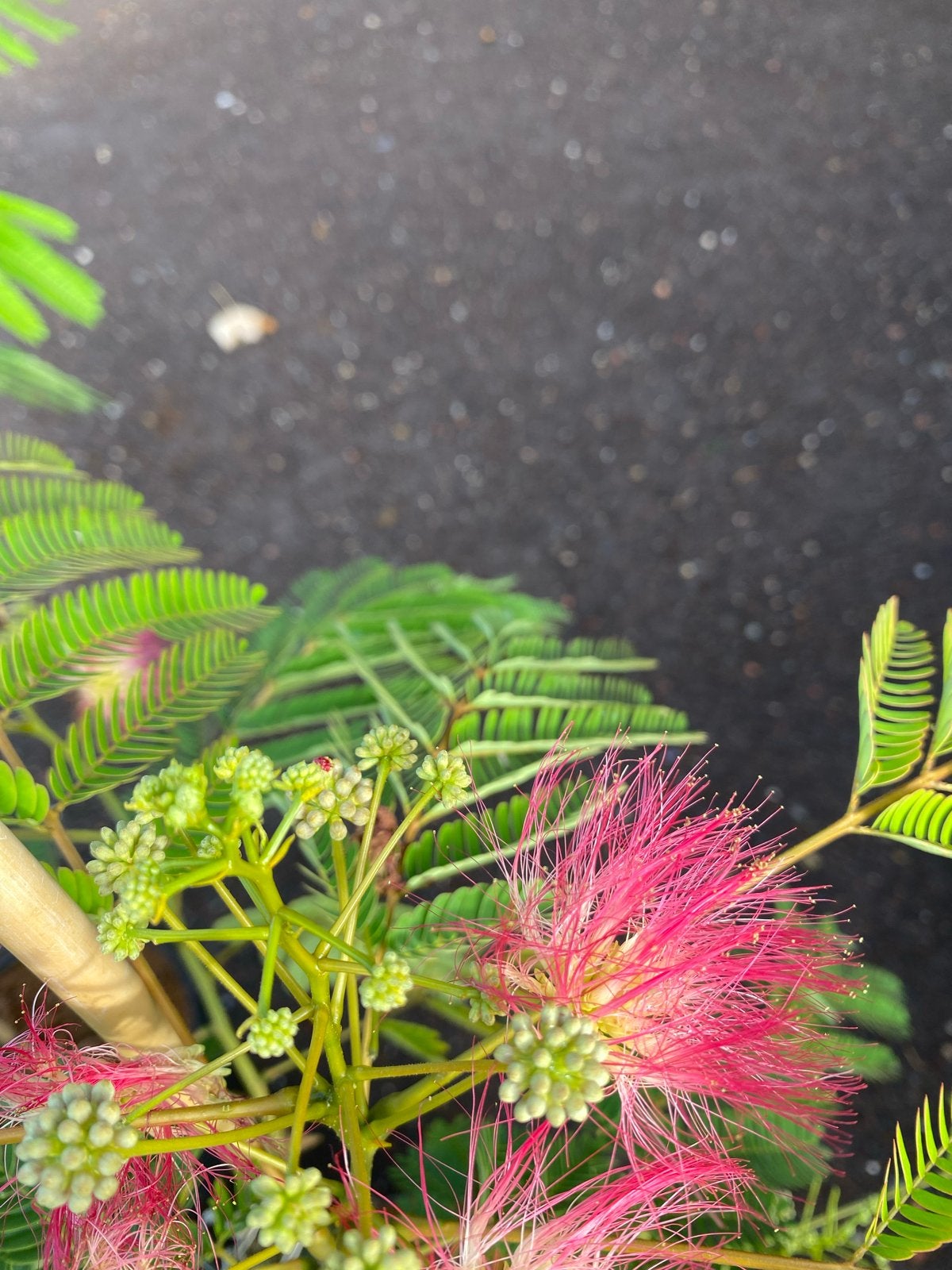 Albizia Julibrissin 'Ombrella' - Perzische Slaapboom met blo, Volle zon, Vaste plant, Zomer, Ophalen